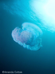 One of the many jellyfish we encountered swimming above t... by Amanda Cotton 